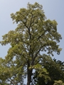 Robinia pseudoaccacia Robinia biała